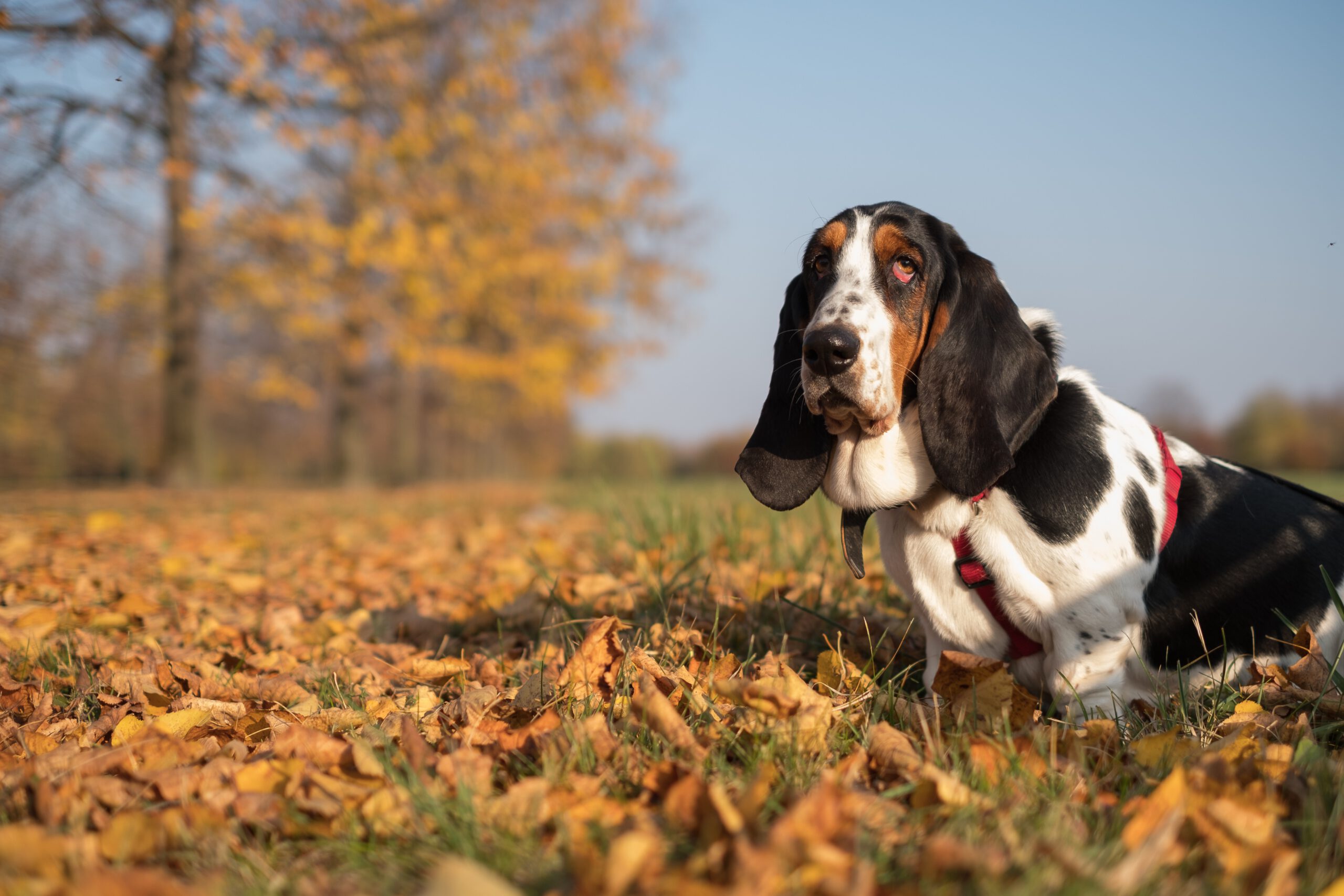 Pies wśród kolorowych jesiennych liści